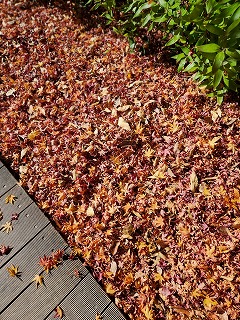 落ち葉のじゅうたん